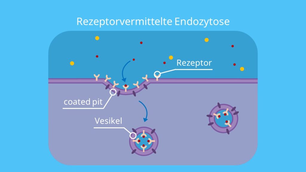 Rezeptorvermittelte Endozytose, Clathrin, Vesikel, Plasmamembran, Rezeptor, coated Vesikel, coated pit Region