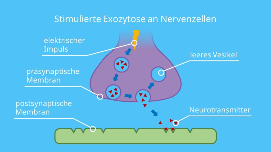 Stimulierte Exozytose an Nervenzellen, Exozytose, Neurotransmitter, synaptischer Spalt, Acetylcholin, postsynaptische Membran, Vesikel