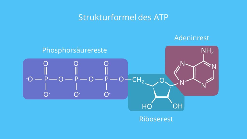 Strukturformel des ATP, Adenosintriphosphat, Phosphorsäurerest, Adenin, Ribose, Energie