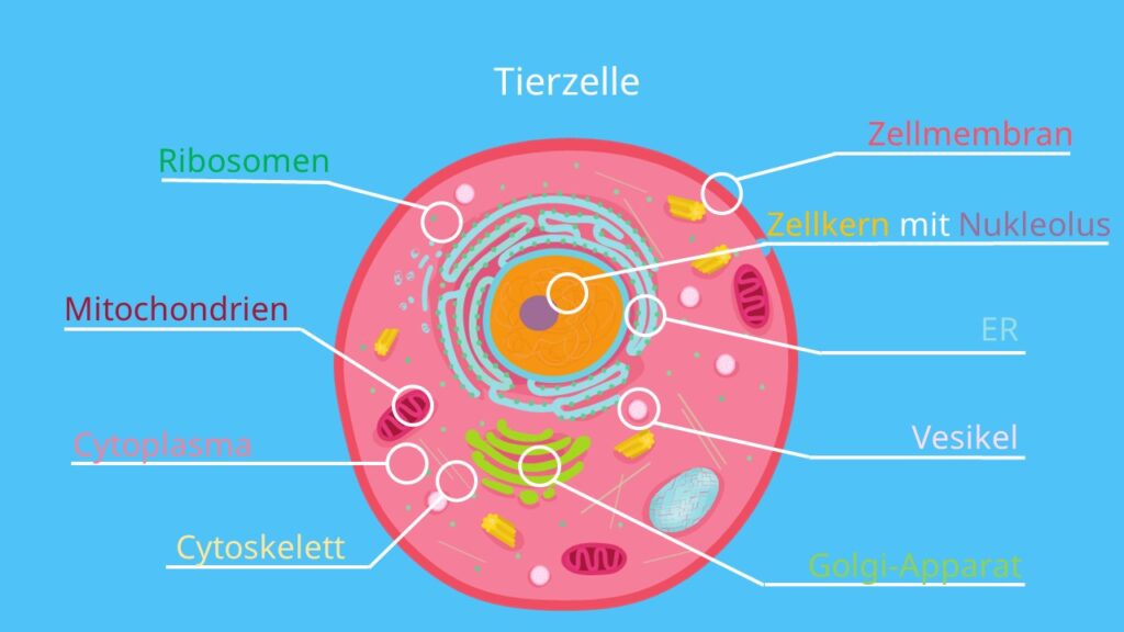 Tierzelle, tierische Zelle, Zelle, Biologie