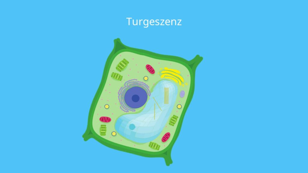 Turgeszenz, Deplasmolyse, Pflanzenzelle, Osmose, hypoton, Protoplast