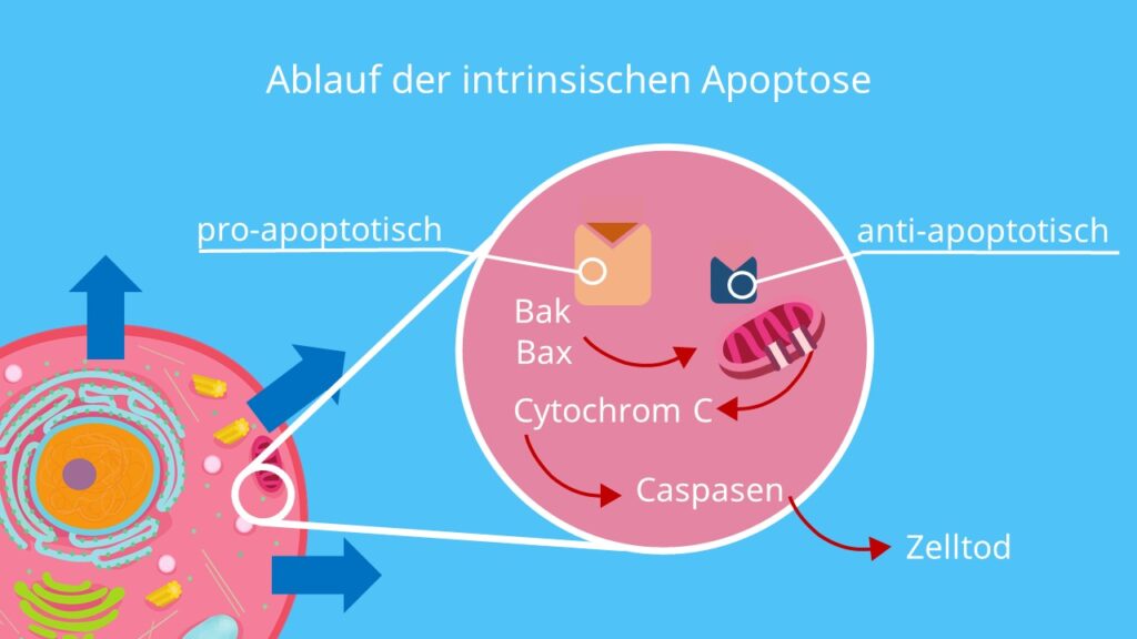 Apoptose, interne Auslöser, pro-apoptotisch, anti-apoptotisch, Cytochrom C, Caspasen, Mitochondrien