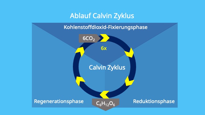 Photosynthese, Calvin Zyklus, ATP, Stroma, Chloroplasten, RuBisCo, Kohlenstoffdioxid, Fixierung