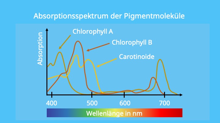 Chlorophyll a, Chlorophyll b, Carotinoide, Photosynthese, Lichtreaktion