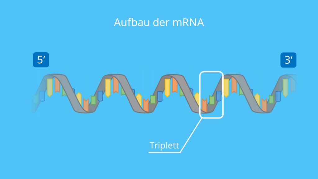 Aufbau der mRNA, mRNA, Einzelstrang, Helix, Nukleotid, Triplett
