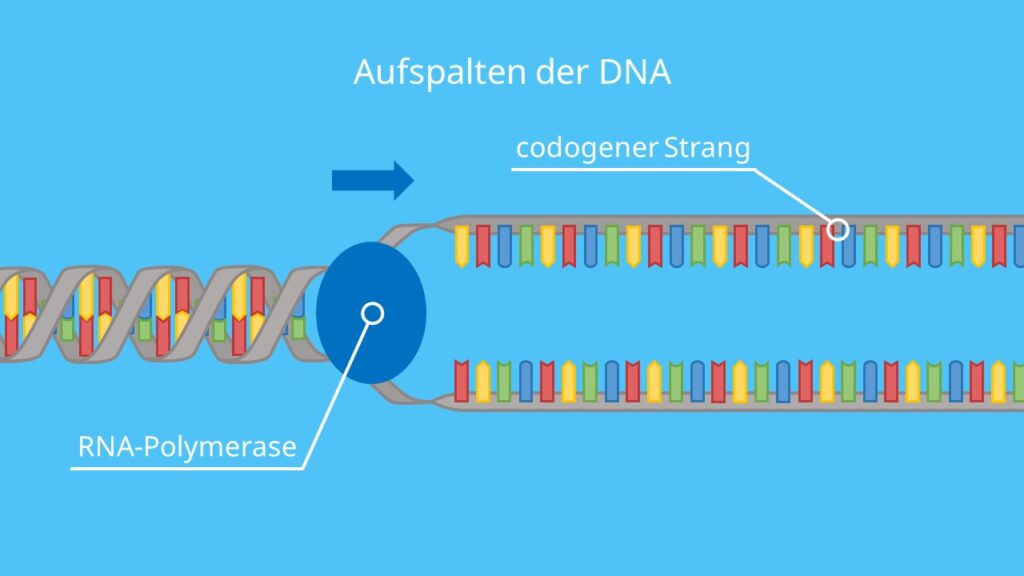 Aufspalten der DNA, RNA-Polymerase, DNA, RNA, mRNA, Transkription
