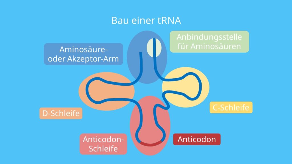 Bau einer tRNA, RNA, Proteinbiosynthese, Translation, Anti-Codon, Anticodon-Schleife