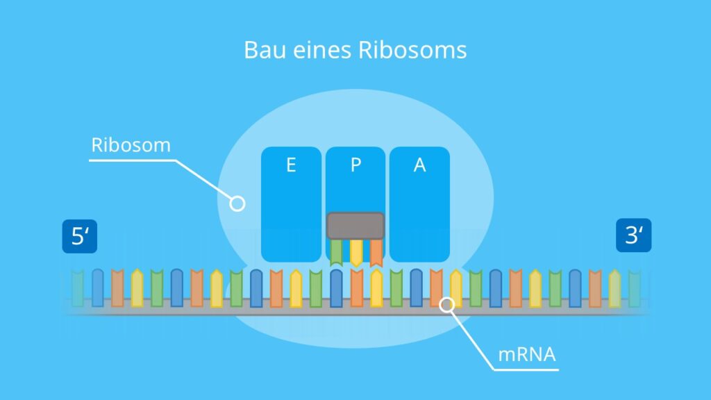 Bau eines Ribosoms, Ribosom, Stellen, Aminoacyl, Polypeptid, Exit, Proteinbiosynthese, Translation, mRNA