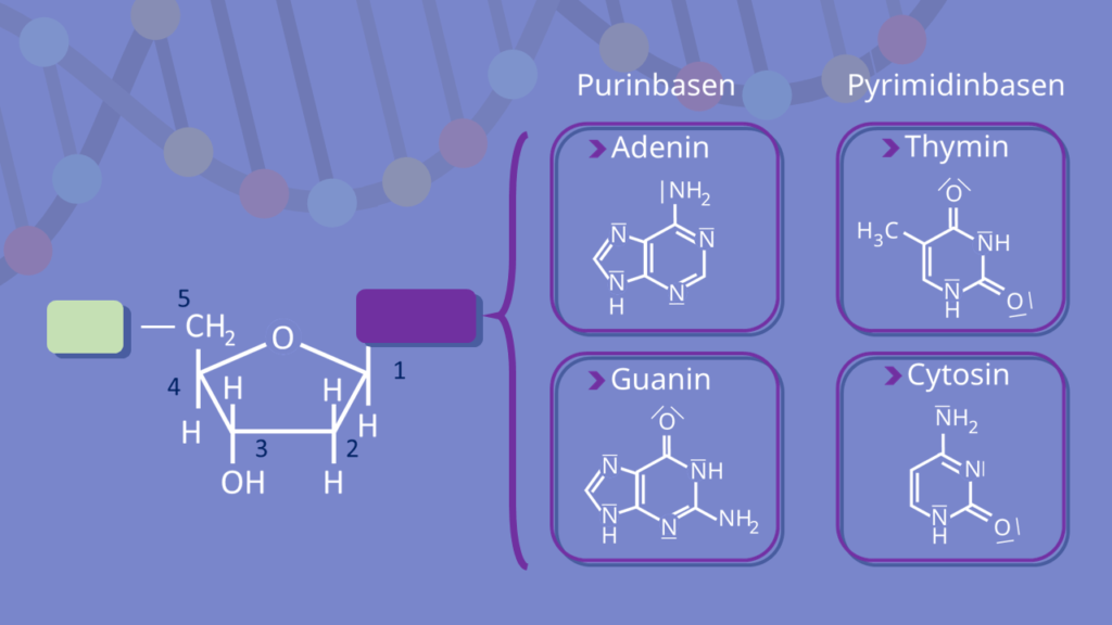Adenin, Thymin, Cytosin, Guanin, Purinbase, DNA, Pyrimidinbase