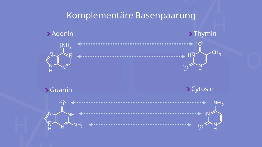 Adenin, Thymin, Guanin Cytosin, Wasserstoffbrückenbindungen, Nukleotid, DNA, Doppelstrang