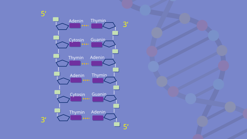 DNA, Doppelstrang, Nukleotid, Adenin, Thymin, Guanin, Cytosin, komplementäre Basen
