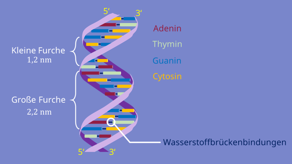 Basen, DNA, Nukleotide, Doppelhelix, Wasserstoffbrückenbindungen, Zucker, Phosphat