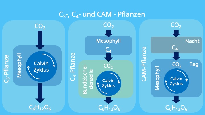 Photosynthese, Calvin Zyklus, Chloroplasten, Mesophyll, Bündelscheidenzellen, RubisCo, PEP-Carboxylase