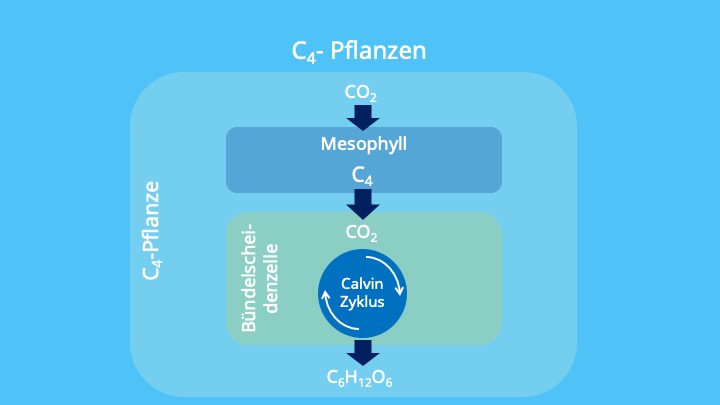 Mesophyllzellen, Photosynthese Photorespiration,PEP-Carboxylase, Bündelscheidenzellen, räumliche Trennung
