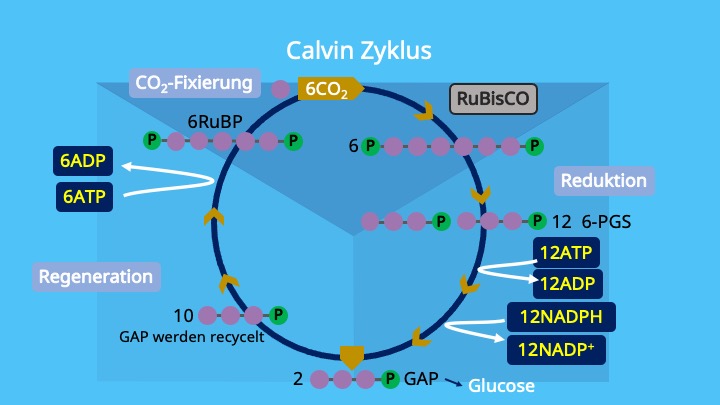 Calvin Zyklus, Photosynthese, Chloroplasten, Stroma, Ribulose 1,5 bisphosphat, Glycerinaldehyd-3-phosphat