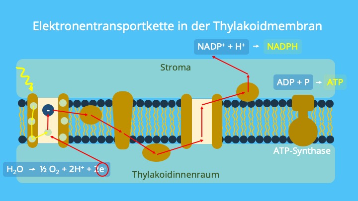 Photosystem I, Photosystem II, Ferredoxin, Plastochinon, Plastocyanin, ATP-Synthase, NADPH, ATP, Photosynthese, Lichtreaktion
