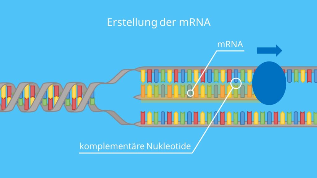 Erstellung der mRNA, Transkription, Proteinbiosynthese, DNA, RNA, RNA-Polymerase