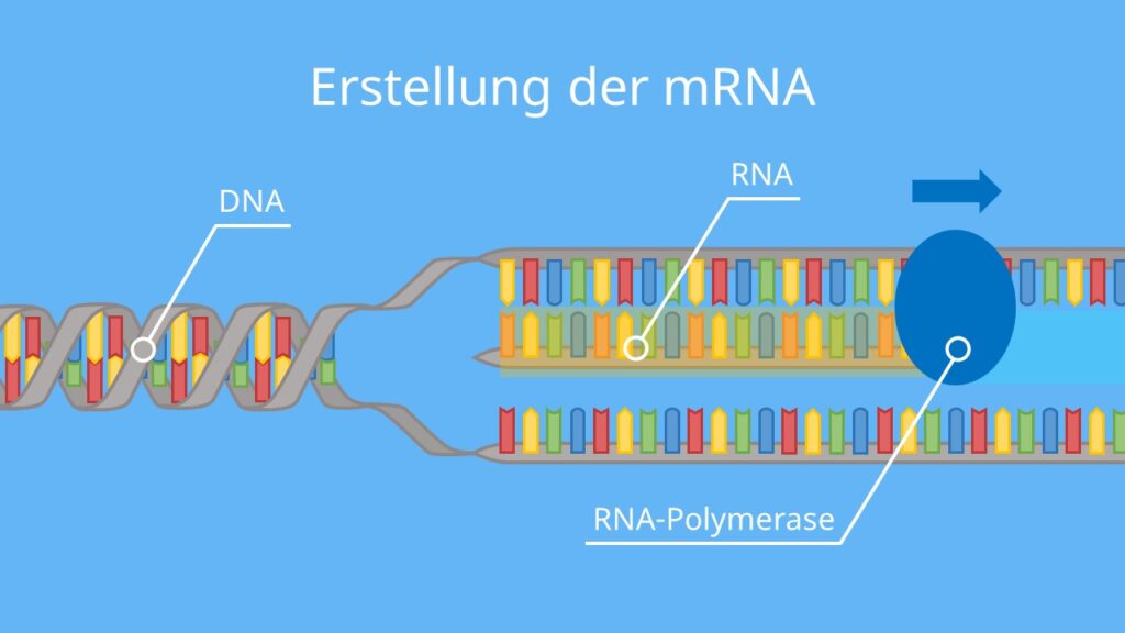 Erstellung der mRNA, DNA, Proteinbiosynthese, Translation, Transkription, mRNA