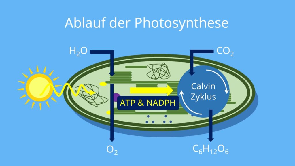 Lichtreaktion, Dunkelreaktion, Chloroplasten, Calvin Zyklus, ATP, NADPH, Glucose, Stroma, Thylakoide