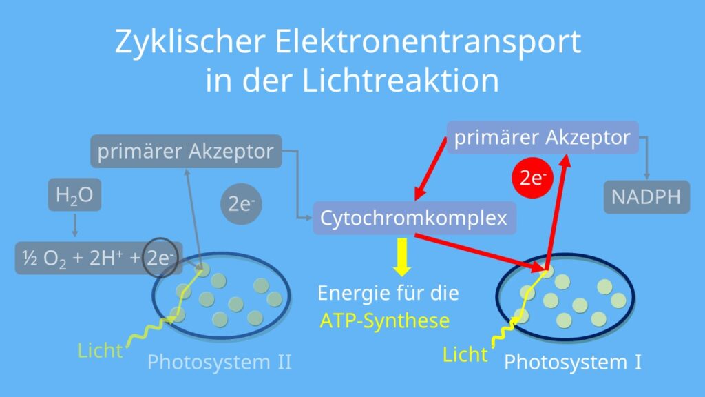 Photosynthese, Photosystem I, Plastochinon, Chloroplasten, Thylakoidmembran, Elektronentransportkette, ATP-Synthase, Photophosphorylierung