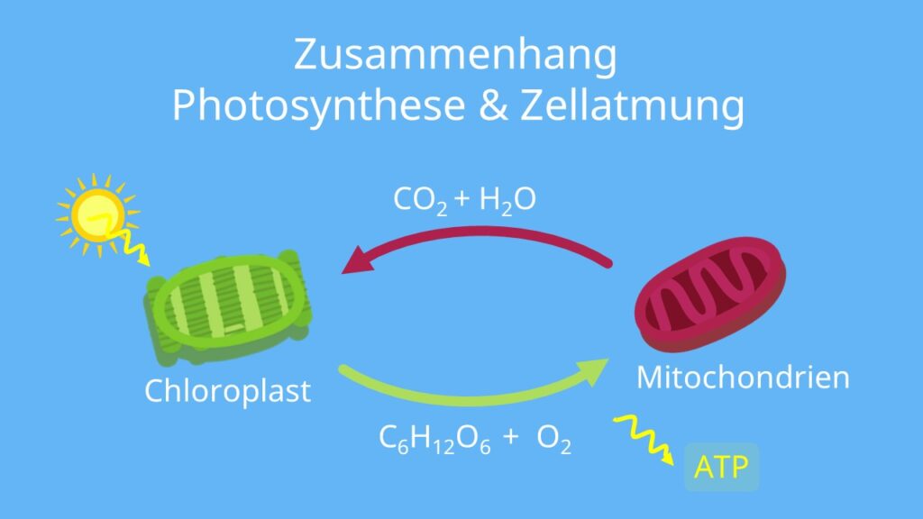 Photosynthese, ATP, Lichtreaktion, Calvin Zyklus, NADPH, Mitochondrien, Chloroplasten