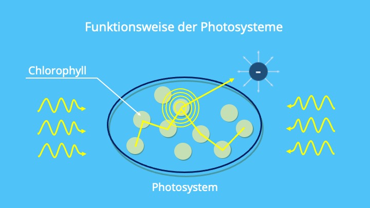 Chlorophyll, Chloroplasten, Photosynstem I,II, P700, P680, Photonen, Elektrone, Photosynthese, Lichtreaktion