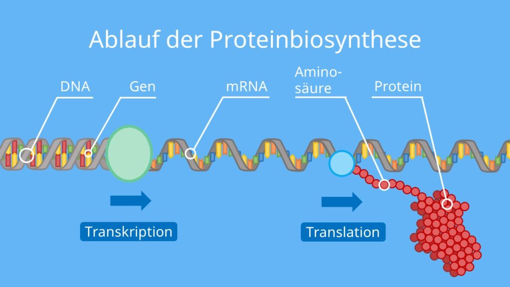 Ablauf der Proteinbiosynthese, Transkription, Translation, Proteinherstellung, DNA, mRNA, tRNA, Protein, Ribosom