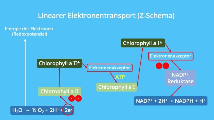 Photosynthese, Photosysteme, Chloroplasten, Thylakoidmembran, Elektronentransportkette, ATP-Synthase, Photophosphorylierung