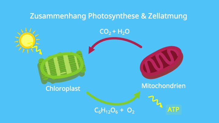 Photosynthese, ATP, Lichtreaktion, Calvin Zyklus, NADPH, Mitochondrien, Chloroplasten
