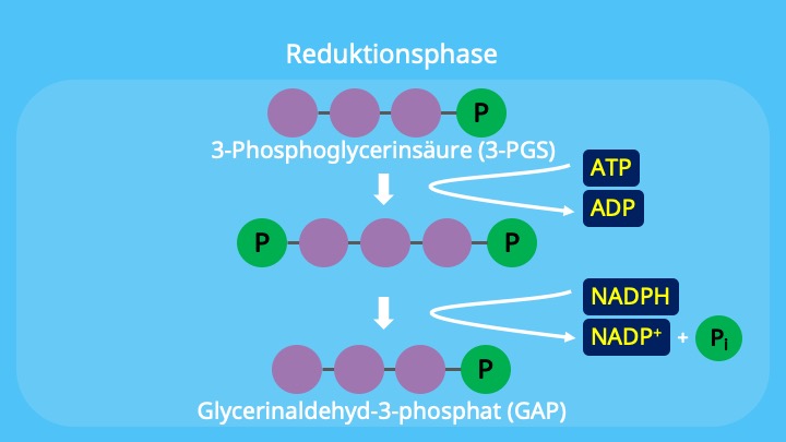 Calvin-Zyklus, Chloroplasten, Stroma,NADPH, 3-Phosphoglycerinsäure, ATP, Glycerinaldehyd-3-phosphat,  1,3-Bisphosphoglycerinsäure