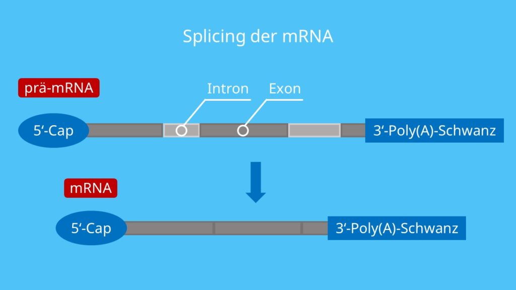 Splicing der mRNA, RNA-Prozessierung, RNA, Proteinbosynthese, Intron, Exon, Spleißen, Transkription