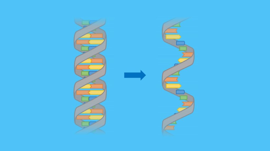 mRNA, RNA, DNA, Transkription, Translation, Basen
