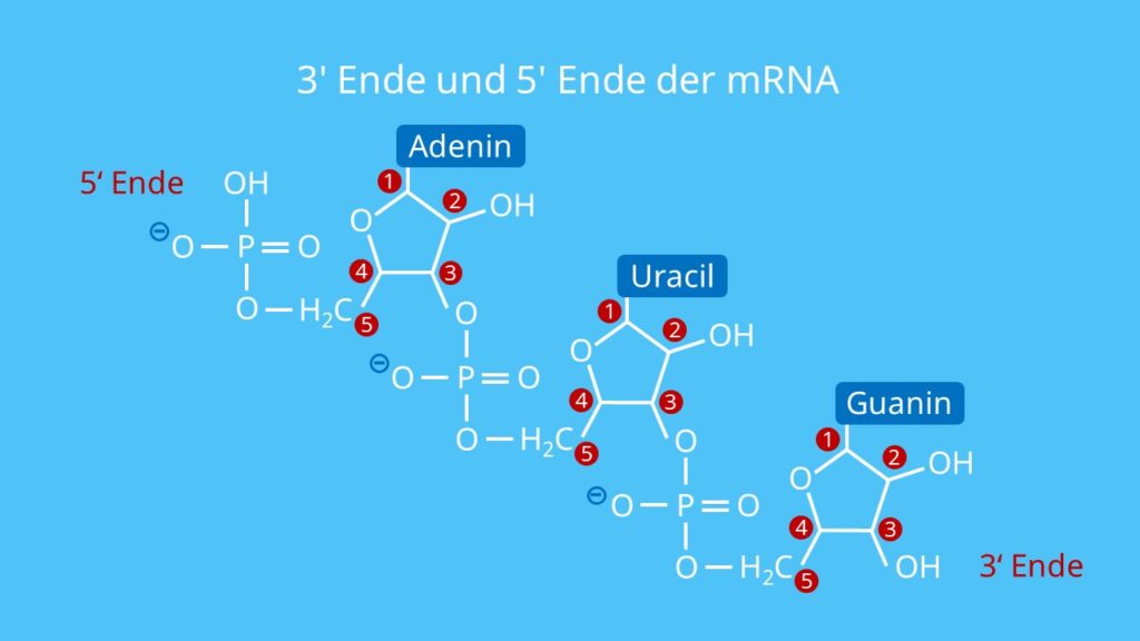 3' Ende und 5' Ende der mRNA, RNA, DNA, Richtungsangabe, Orientierung RNA, Einzelstrang, Phosphatgruppe, OH-Gruppe