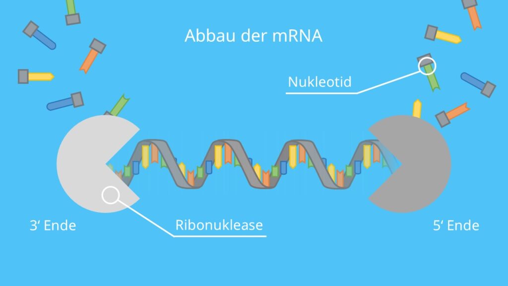 Abbau der mRNA, mRNA, Degradation, Nuclease, Ribonuklease