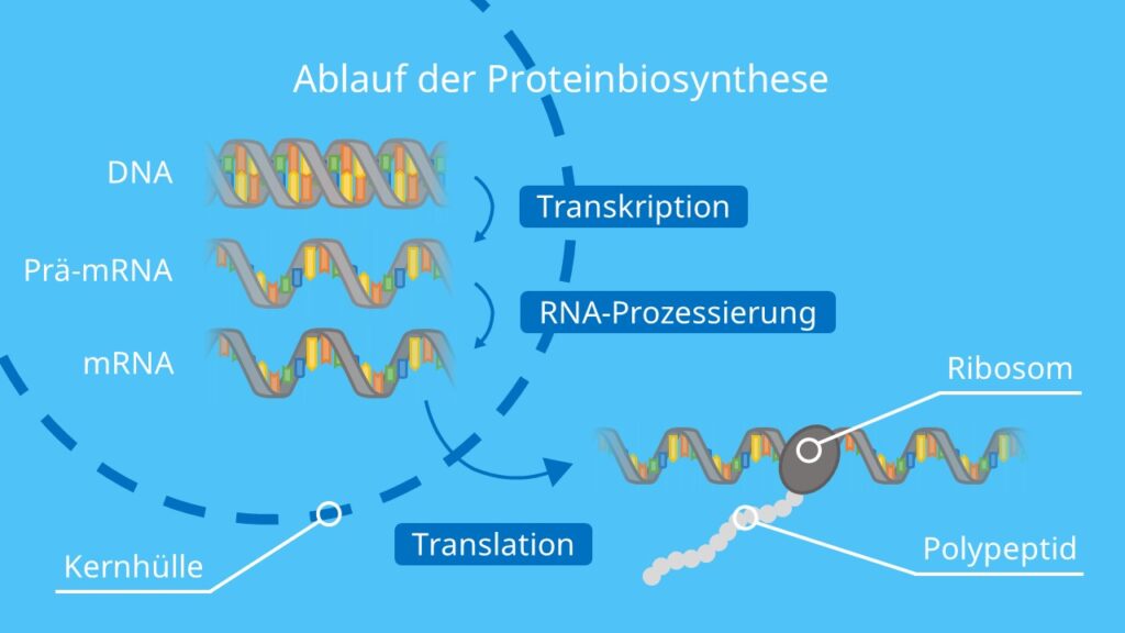 Ablauf der Proteinbiosynthese, Transkription, Translation, RNA-Prozessierung, mRNA, Ribosom, Proteinherstellung