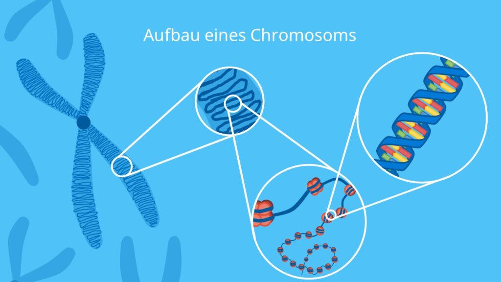Chromosom, Chromatid, Zentromer, Nukleosom, Histon, Autosom, Gonosom, DNA
