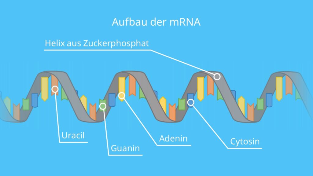 Aufbau der mRNA, Basen, Ribose, Phosphatrest, Einzelstrang