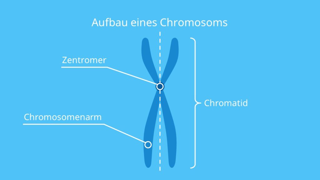 Aufbau eines Chromosoms, Chromosom, Chromatid, Chromosomenarm, Zentromer