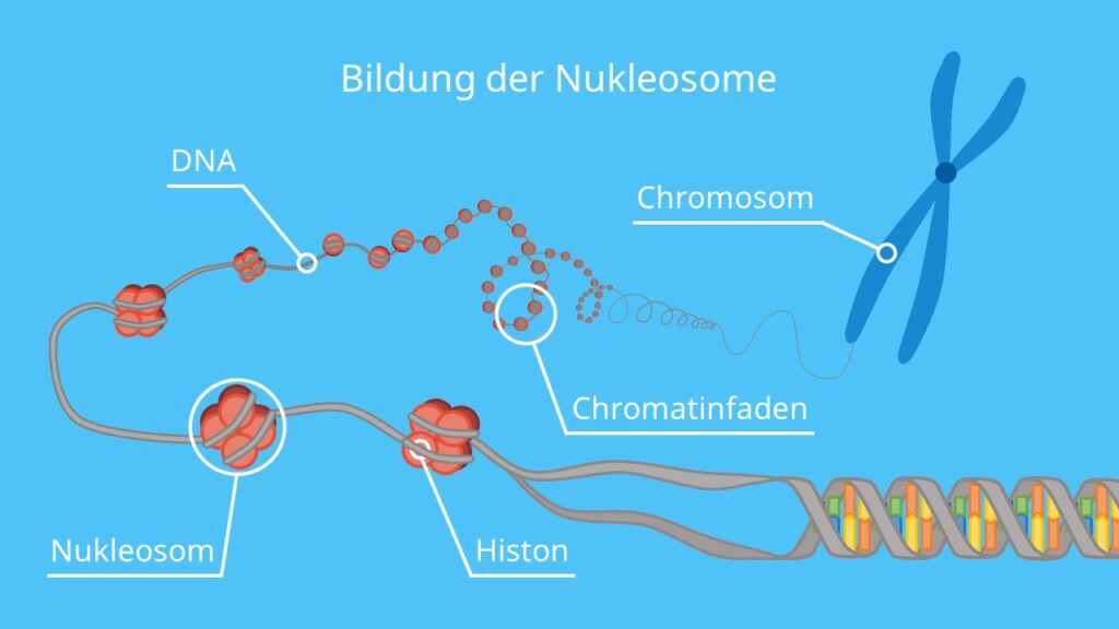 Bildung der Nukleosome, DNA, Chromosom Aufbau, Histon, Nukleosom