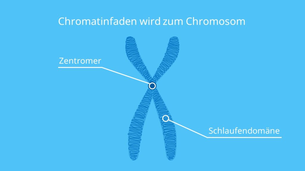 Chromatinfaden wird zum Chromosom, Chromosom, Chromatin, Chromatinfaser, Chromatinfaden, Schlaufendomänen