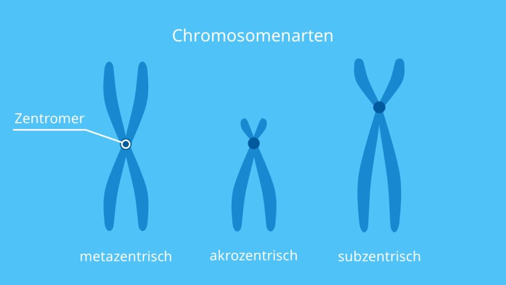 Chromosomenarten, metazentrisch, subzentrisch, akrozentrisch, Chromosom, Lage Zentromer, Chromosomenarm