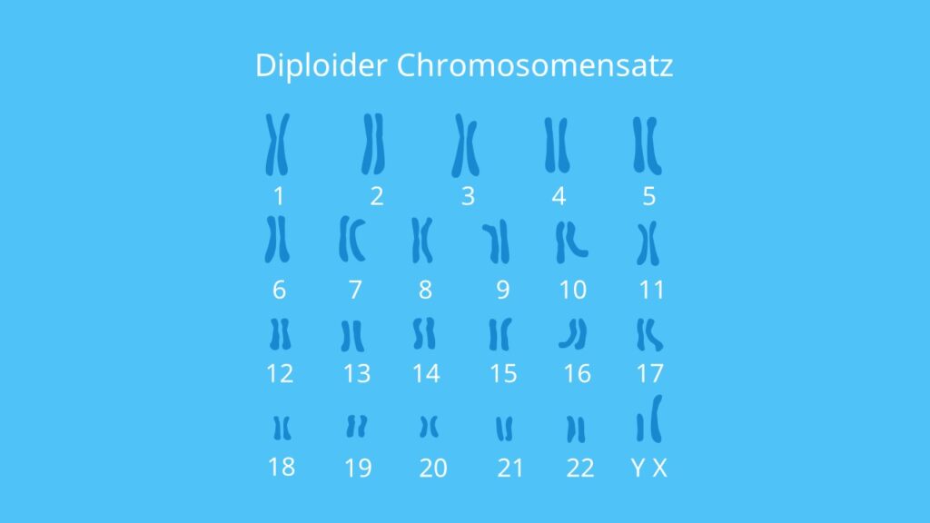 Diploider Chromosomensatz, Autosomen, Chromosomen, Chromosomensatz, Karyogramm, Körperzelle, Mitose