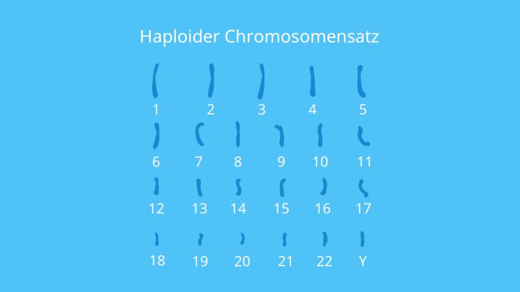 Haploider Chromosomensatz, Autosomen, Chromosomen, Chromosomensatz, Karyogramm Keimzellen, Geschlechtszellen, Meiose