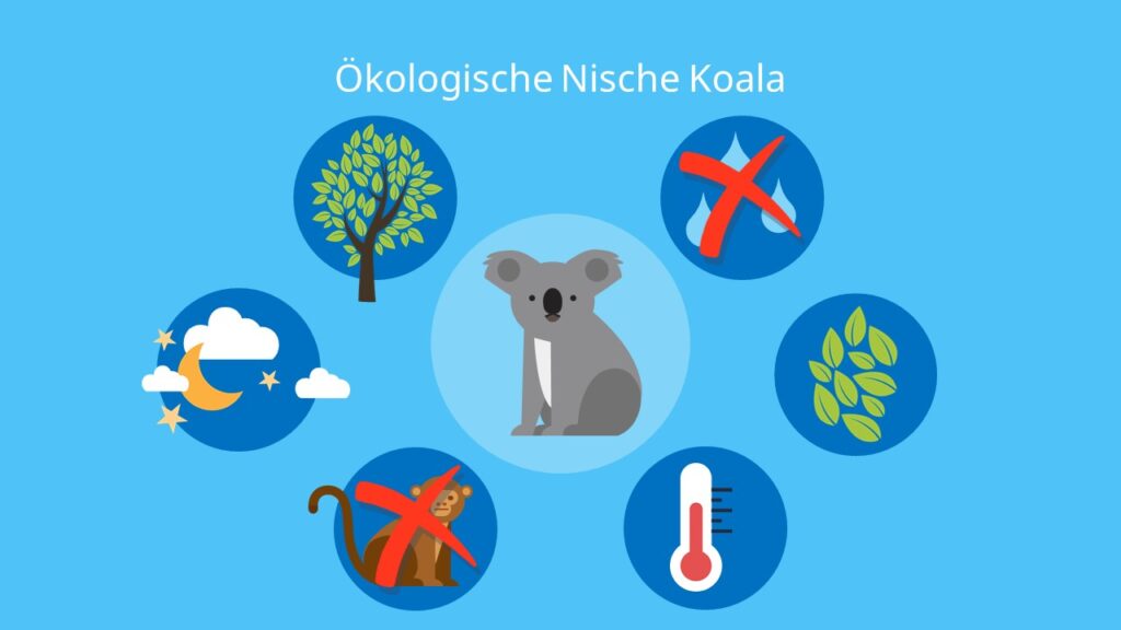 Ökologische Nische Koala, Beispiel, Ökologie, Biologie, Koala, Biotop, abiotische Faktoren, Biotische Faktoren, Umweltfaktoren