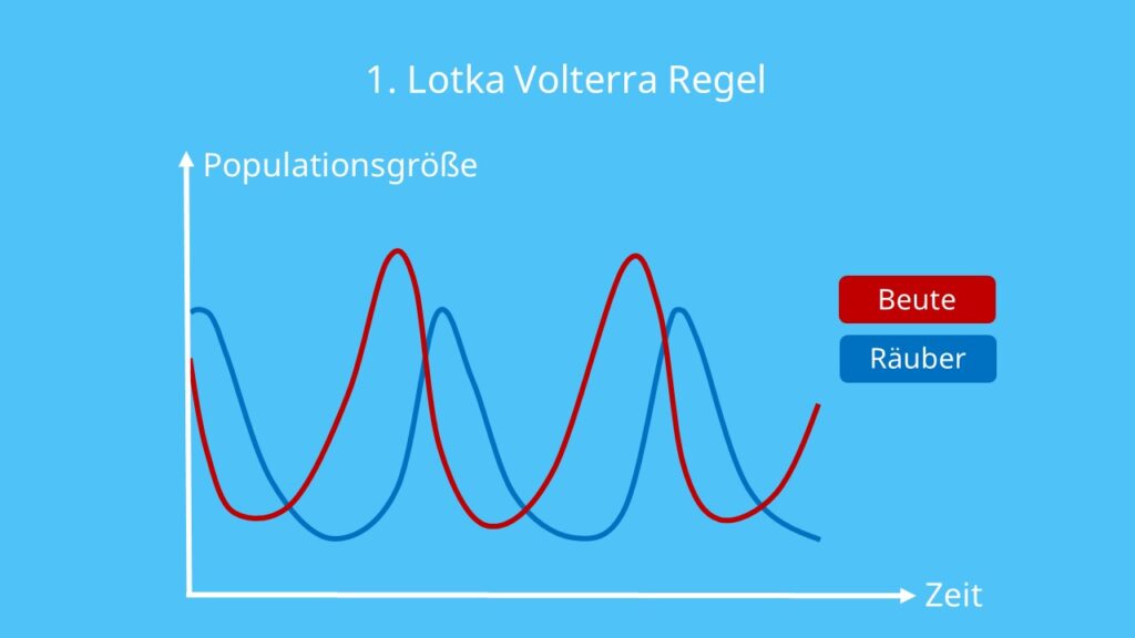 Lotka Volterra Regeln, Darstellung, Beute, Räuber, Räuber Beute Beziehung, Schwankungen, Entwicklung der Population