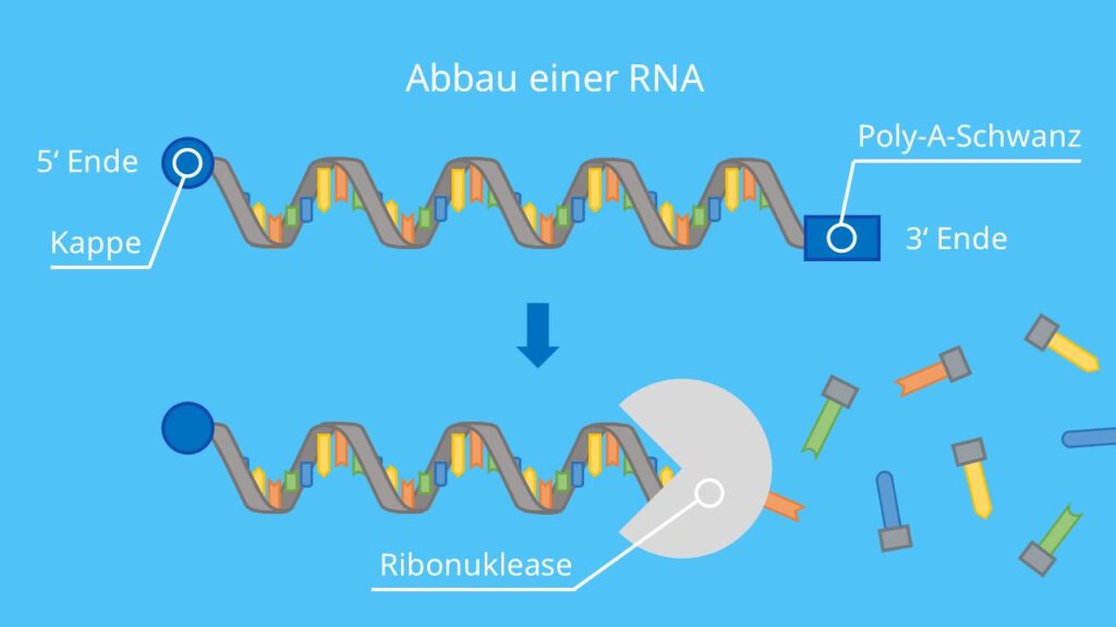 Abbau einer RNA, Ribonuklease, RNAse