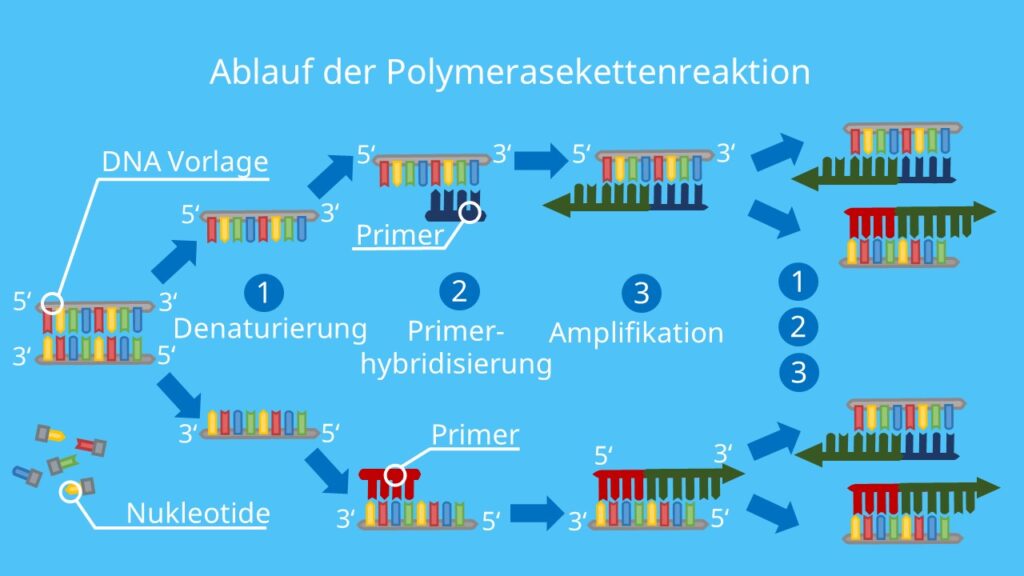 Ablauf PCR, PCR, Polymerase Kettenreaktion, DNA, Nukleotide, DNA Polymerase, Primer, Denaturierung, Elongation, PCR Methode