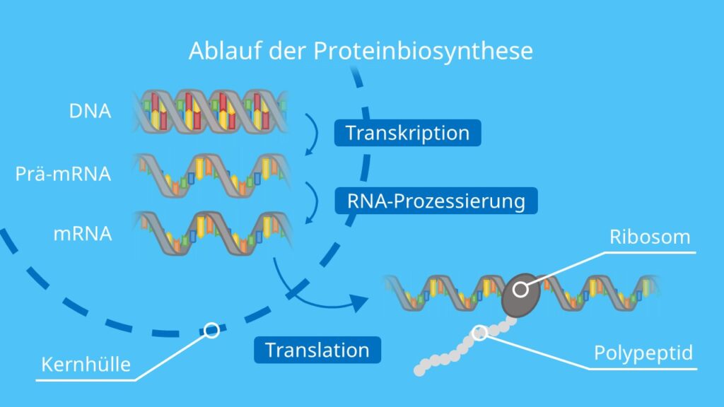 Ablauf der Proteinbiosynthese, RNA, mRNA, tRNA, Transkription, Translation