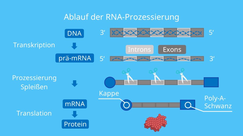 Ablauf der RNA-Prozessierung, Polyadenylierung, Editing, Splicing, Spleißen, Exons, Introns