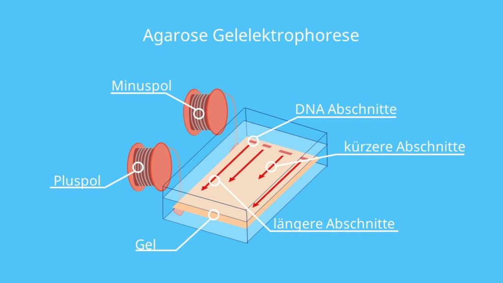 Agarose, Gelelektrophorese, DNA, Elektrode, PCR, Polymerasekettenreaktion, Agarosegel, Pluspol, Minuspol